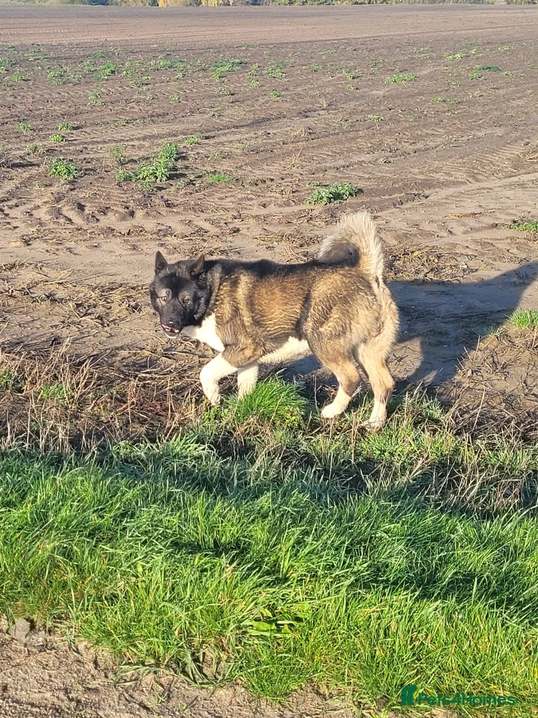 Akita dogs for stud: Akita for STUD only - Advert 6