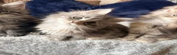 Maine Coon cats for sale: READY NOW. Two tica registered girls. 1 poly  - Advert 25