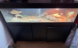 Bearded Dragon reptiles for sale: Bearded Dragon Male For Rehoming - Image 1
