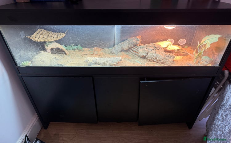 Bearded Dragon reptiles - Advert 1