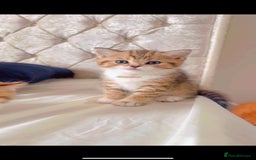 British Shorthair cats for sale: British short hair - Image 2