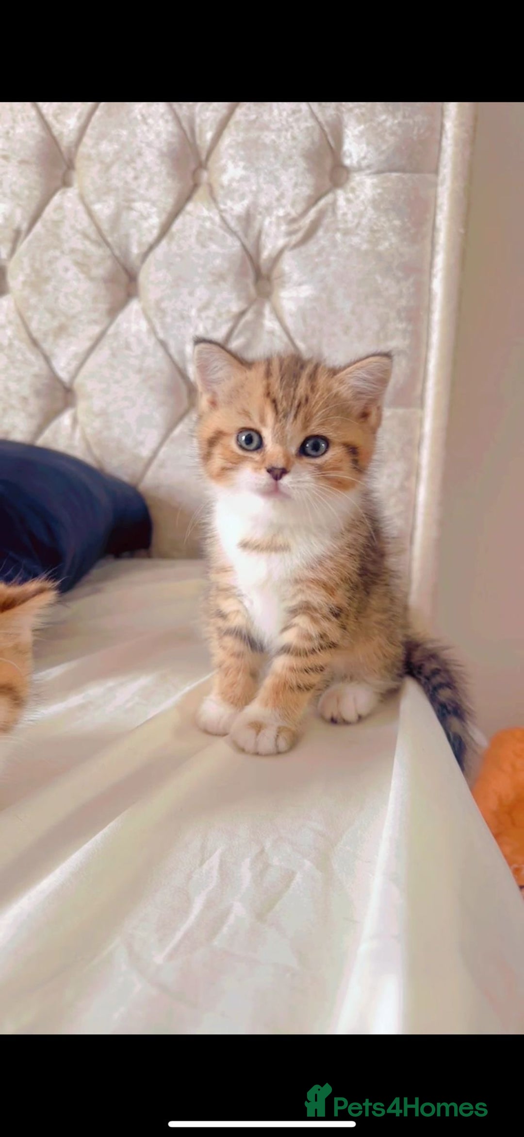 British Shorthair cats for sale: British short hair - Image 2