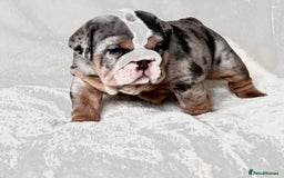 English Bulldog dogs for sale: British bulldog  - Image 7