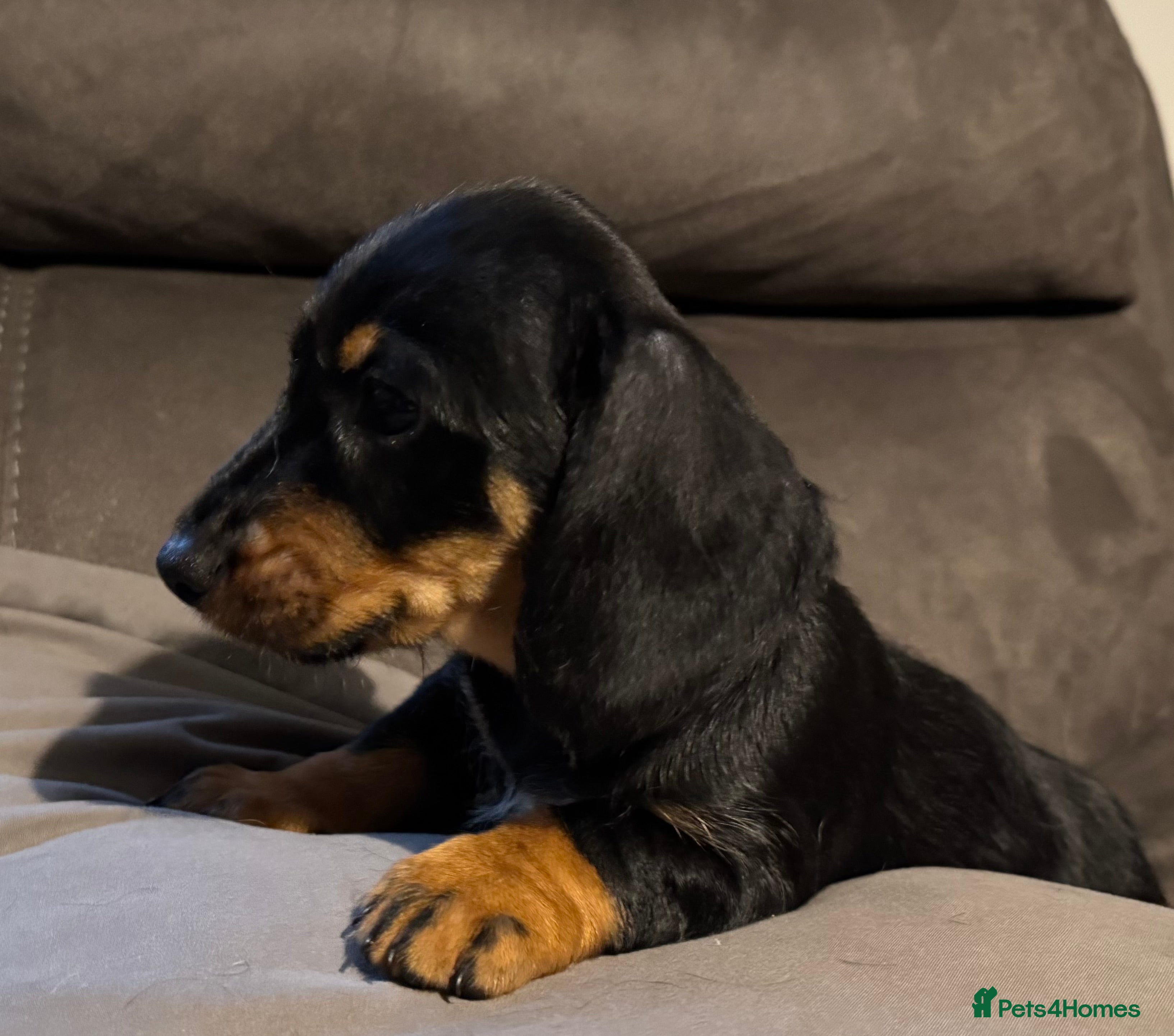 Dachshund dogs Gorgeous Standard wire haired & smooth Dachshunds - Advert 2