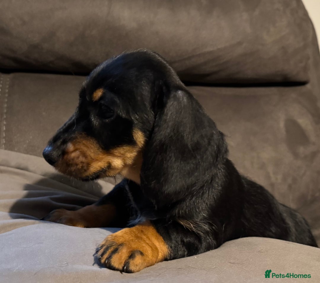 Dachshund dogs for sale: Gorgeous Standard wire haired & smooth Dachshunds - Advert 1