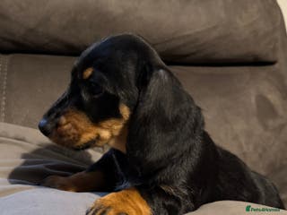 Dachshund dogs Gorgeous Standard wire haired & smooth Dachshunds - Advert 14