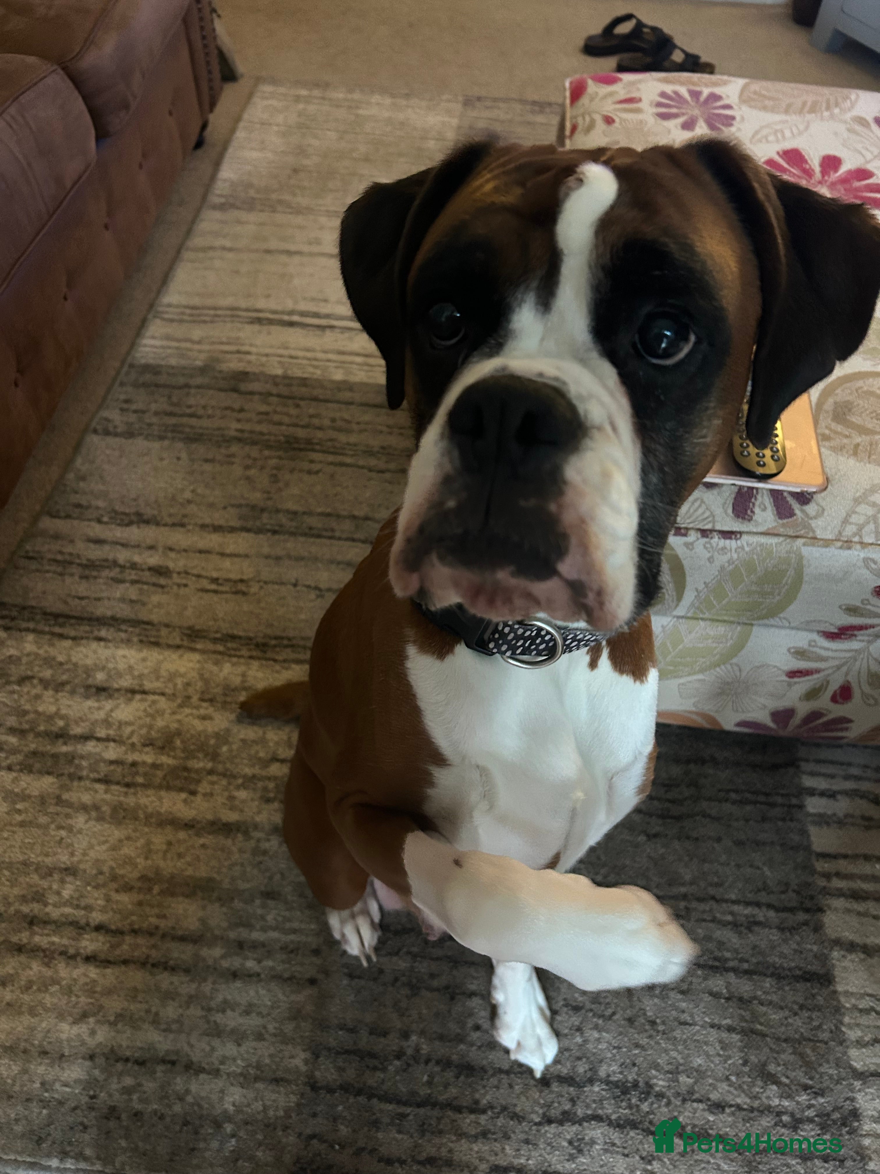 Boxer dogs Adorable BOXER puppies - Advert 2