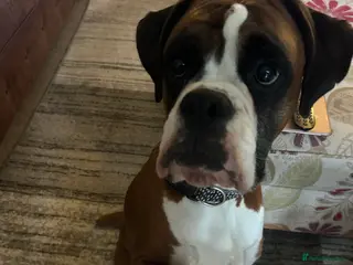 Boxer dogs Adorable BOXER puppies - Advert 1