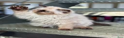 Persian cats for sale: ONE BEAUTIFUL GIRL LEFT!!! - Advert 8