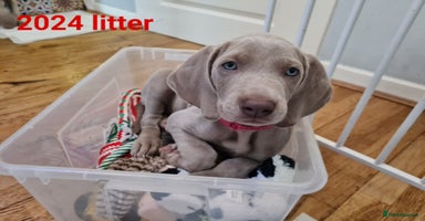 Weimaraner dogs - Advert 1
