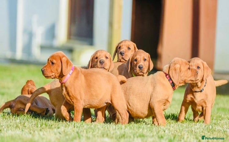 Labrador Retriever dogs - Advert 12