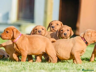 Labrador Retriever dogs - Advert 15