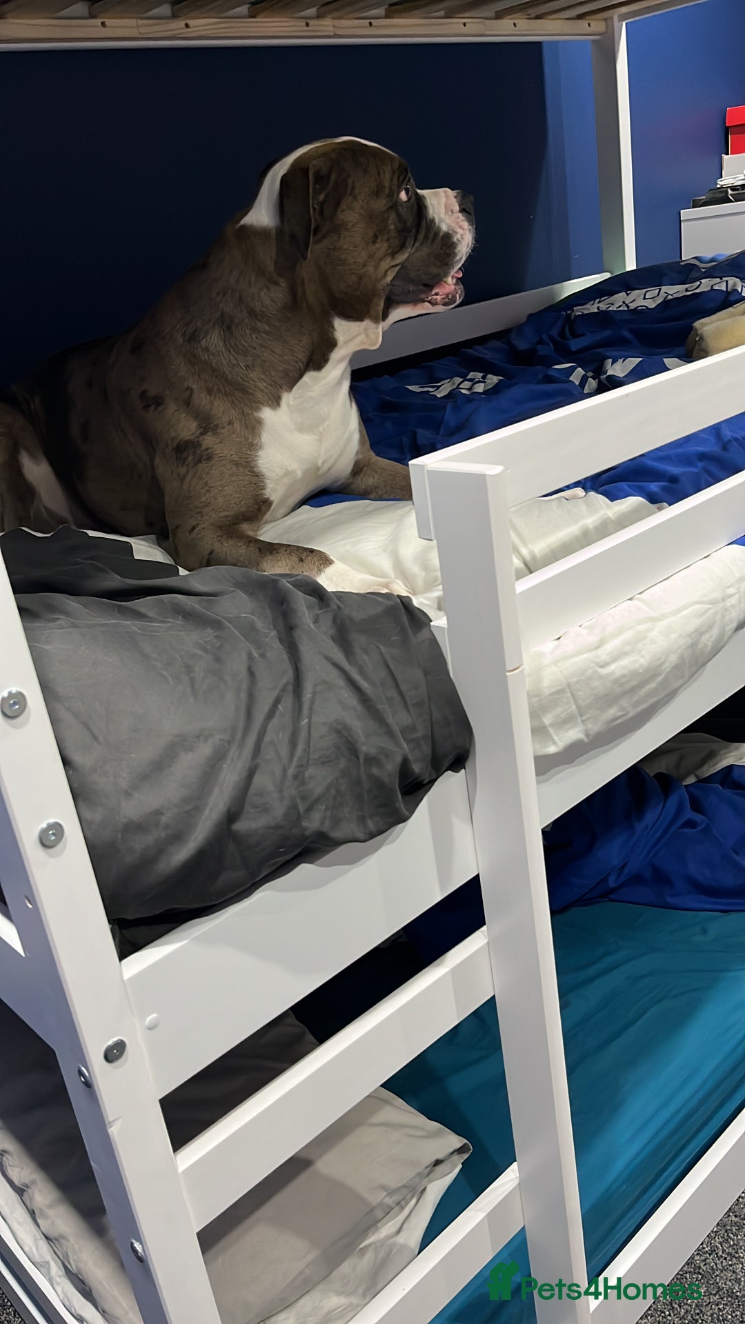 American Bulldog dogs for sale: Looking to rehome our family pet - Image 3
