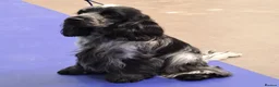 Cocker Spaniel dogs for stud: Handsome kc registered show cocker (French import) - Advert 3