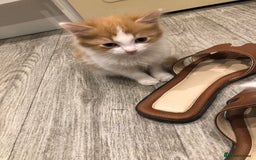 Mixed Breed cats for sale: Litter 5 kittens looking for there forever homes.  - Image 5