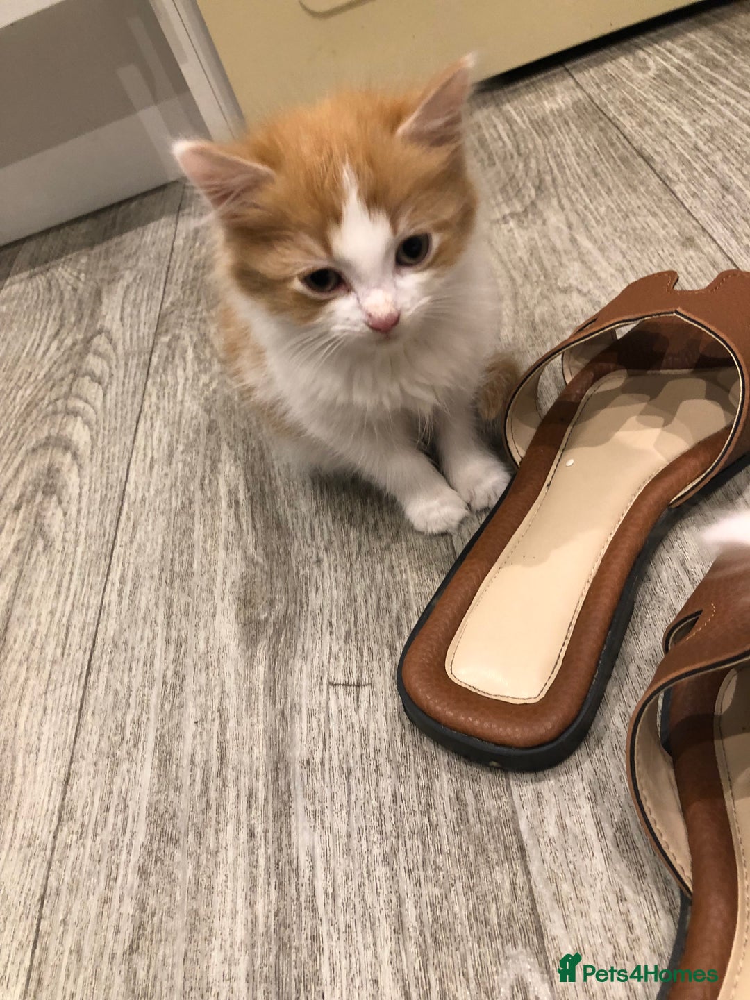 Mixed Breed cats for sale: Litter 5 kittens looking for there forever homes.  - Image 5