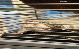 Rat rodents for sale: 3 female rats  - Image 7