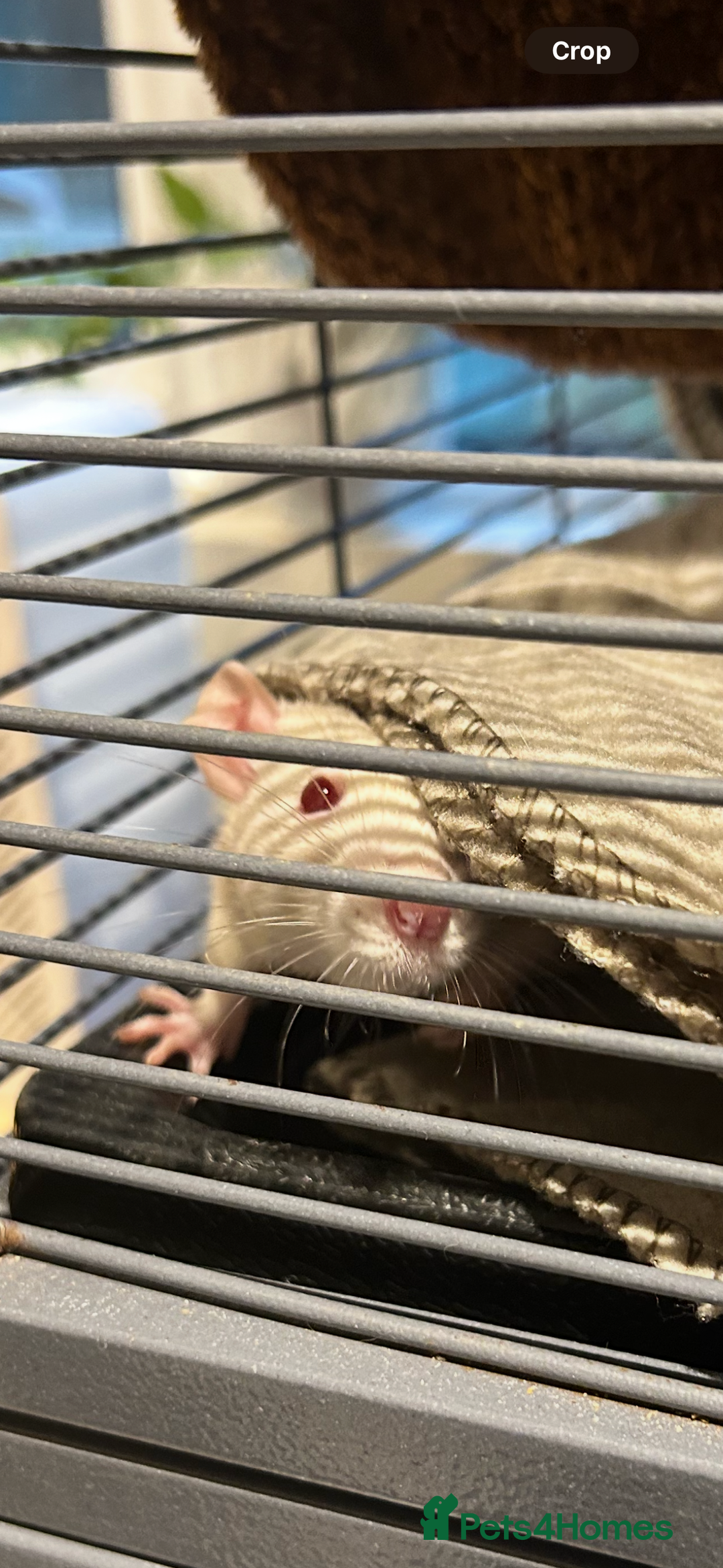 Rat rodents for sale: 3 female rats  - Image 7