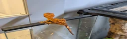 Gecko reptiles for sale: Crested Geckos  in Saint Leonards-on-sea - Advert 6