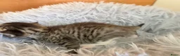 Bengal cats for sale: Beautiful half Bengal kittens - Advert 24