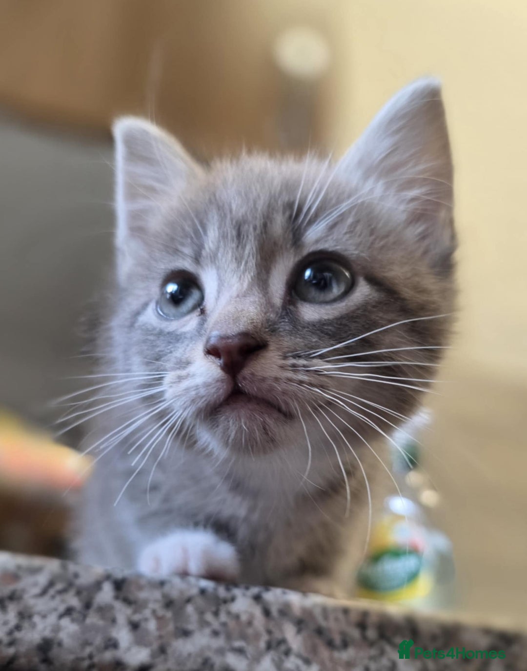 Mixed Breed cats for sale: Lonely little toad  - Advert 5