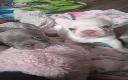 French Bulldog dogs for sale: Beautiful blue an green eyed frenchie puppies  - Image 11