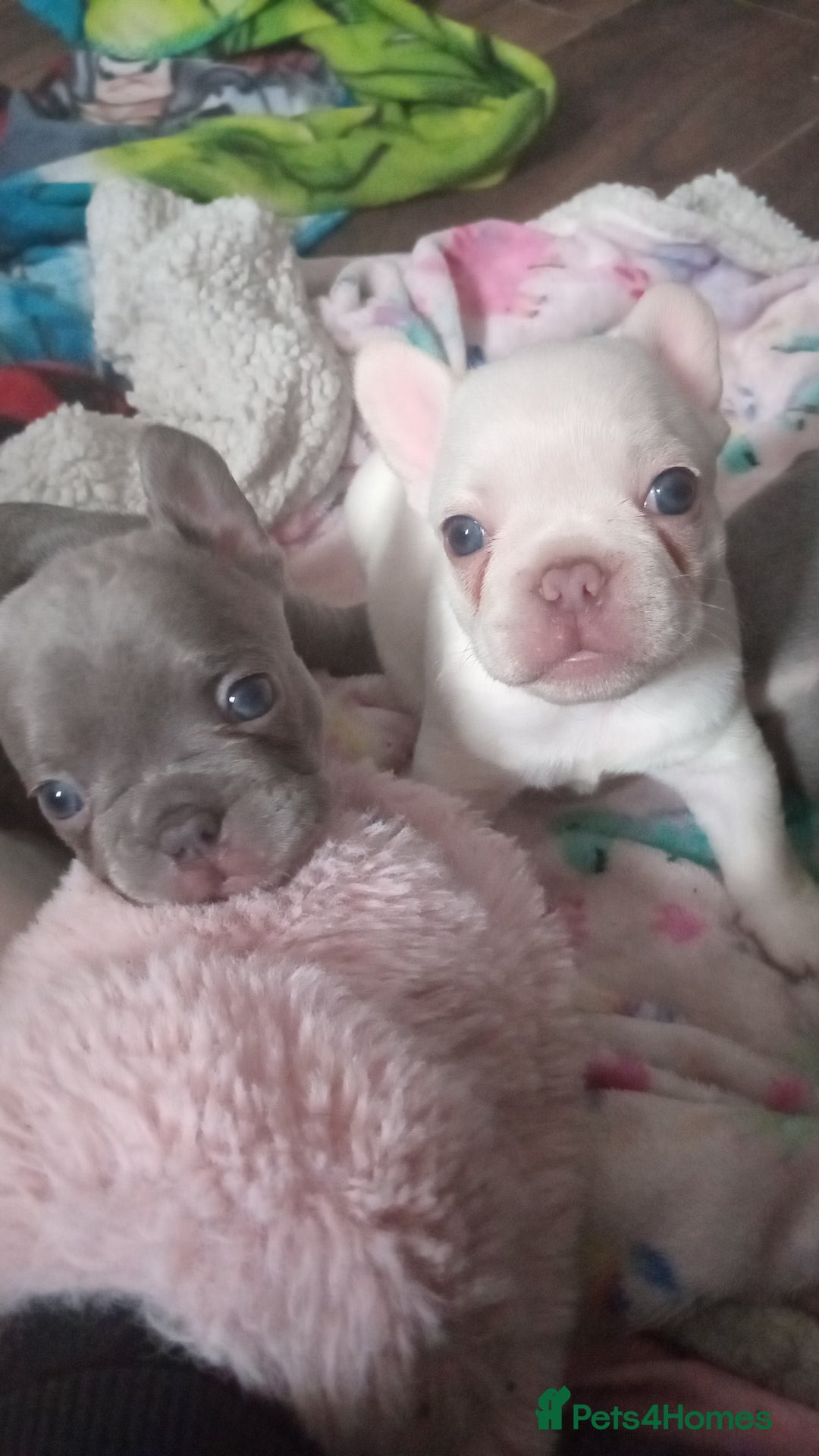 French Bulldog dogs for sale: Beautiful blue an green eyed frenchie puppies  - Image 11