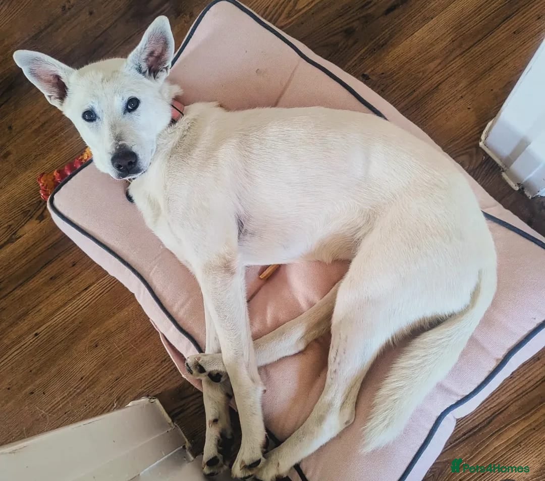 Mixed Breed dogs for sale: Meet Indy – Seeking a Safe and Loving Home - Image 3
