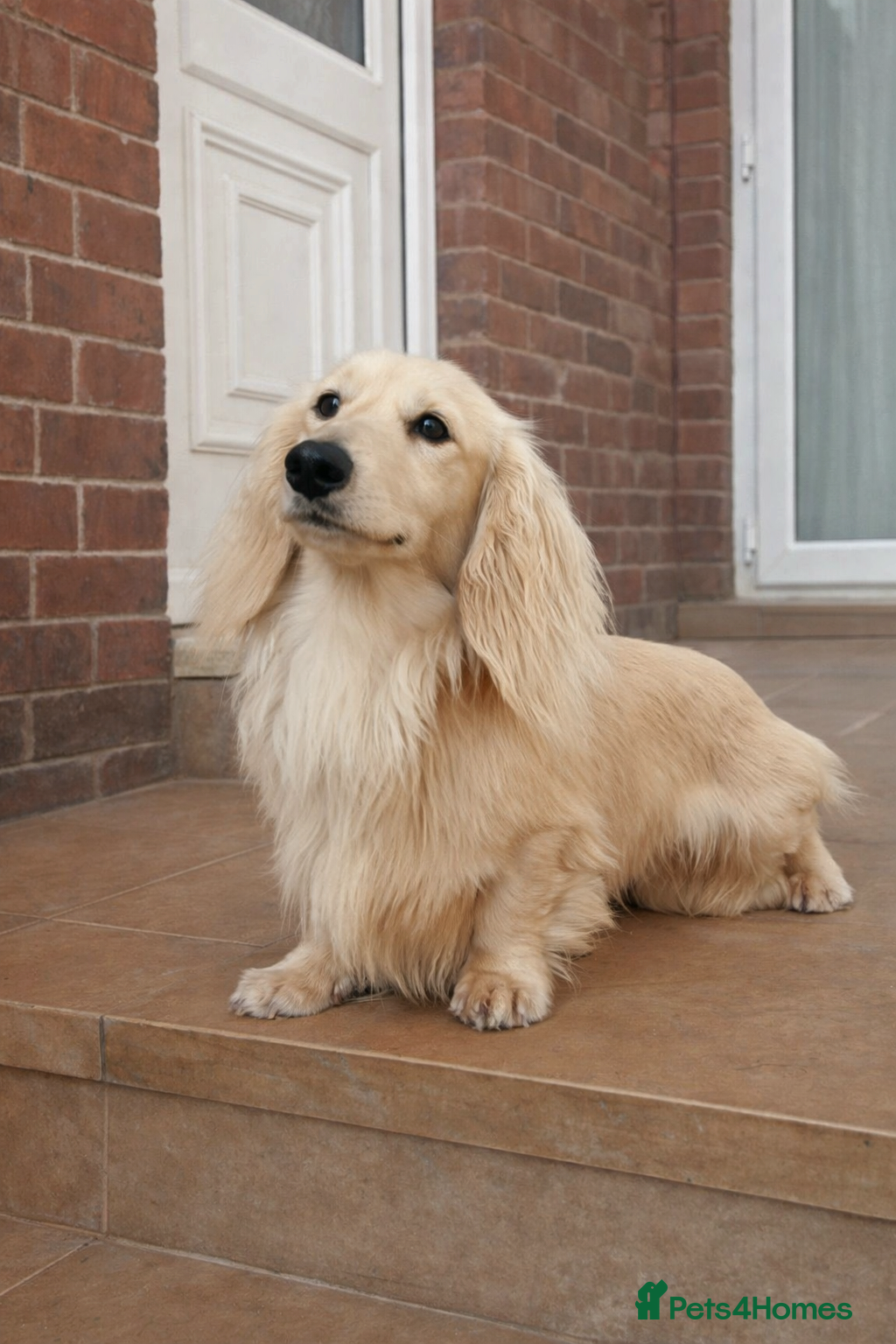 Miniature Dachshund dogs Cream Long-haired miniature Dachshund kc reg in Blackburn - Advert 7