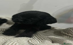 Mixed Breed dogs for sale: American x working cocker spaniel - Advert 14