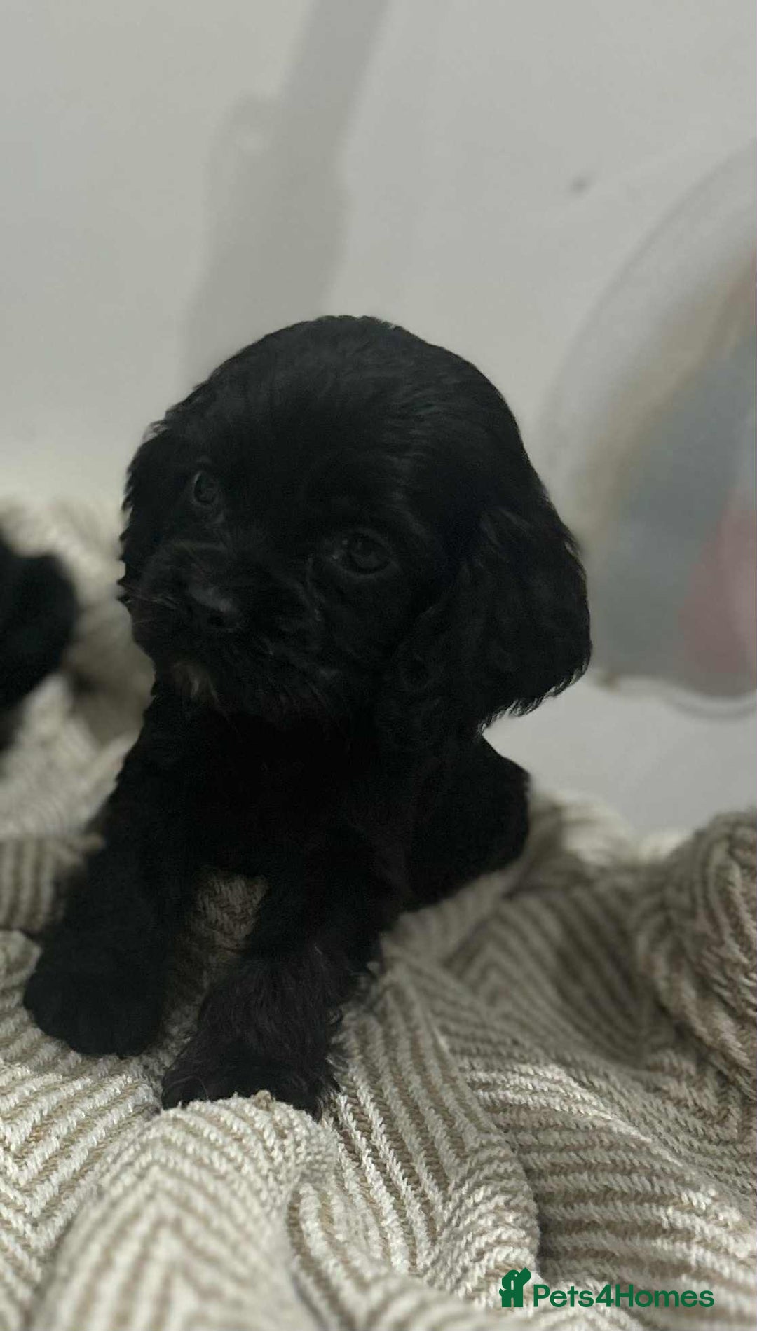 Mixed Breed dogs for sale: American x working cocker spaniel - Advert 14