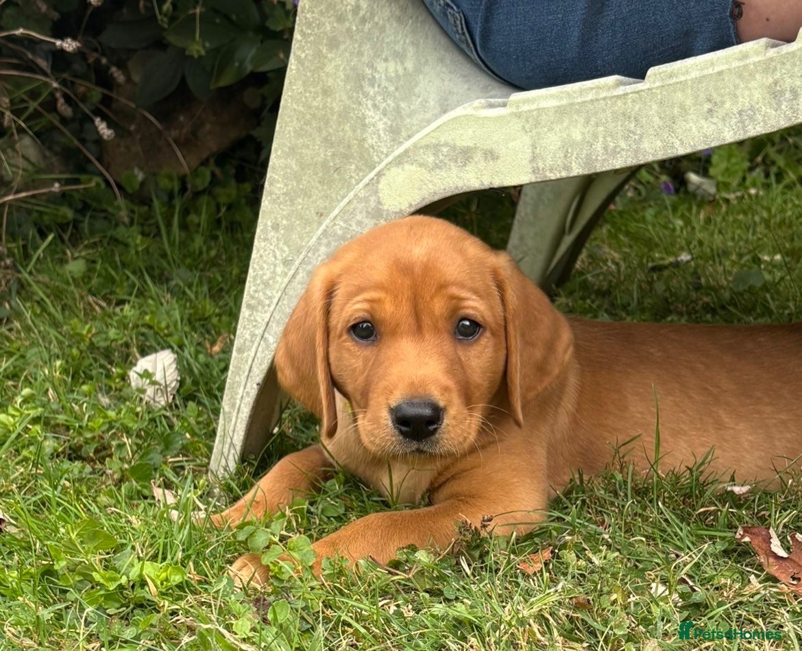 Labrador Retriever dogs Ready Sunday- KC reg, health tested boy labrador  - Advert 11