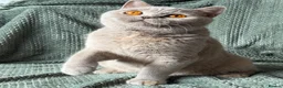 British Shorthair cats for sale: Beautiful Gccf registered bsh kittens  - Advert 7