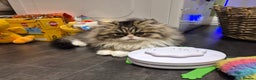 Exotic cats for sale:  1  long hair  Persian female left - Advert 14