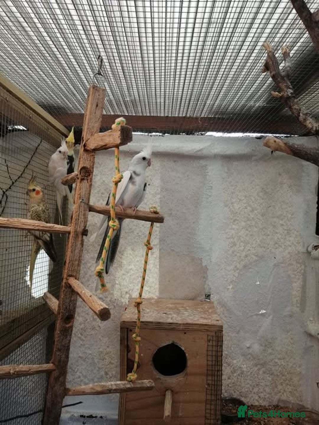 Parakeets birds for sale: proven and bonded pair - Image 4
