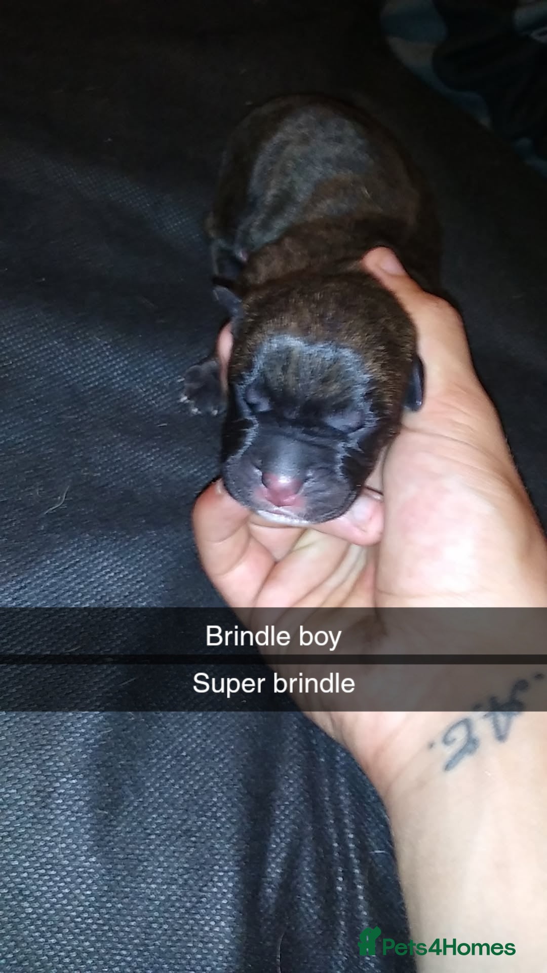 Mixed Breed dogs for sale: Cane Corso x American Bully - Image 4