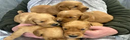 Golden Retriever dogs for sale: Dark Golden KC registered Golden retrievers - Advert 27