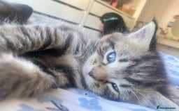 Bengal cats for sale: Bengal x Persian male kitten for sale! - Image 16