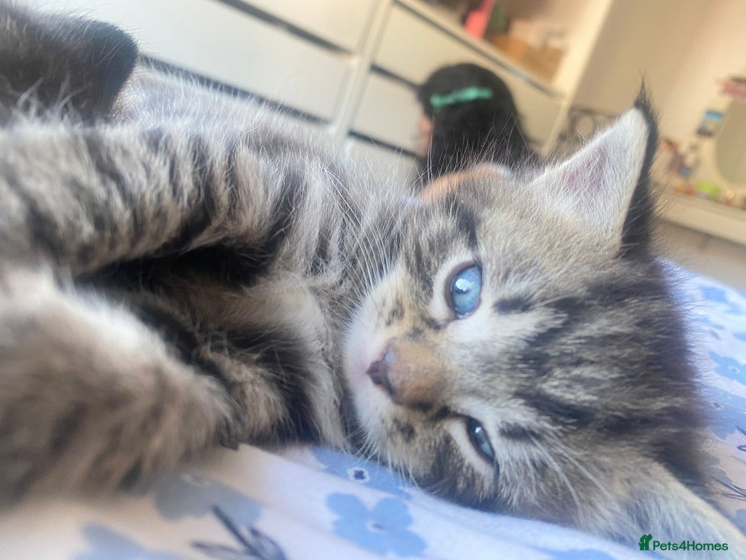 Bengal cats for sale: Bengal x Persian male kitten for sale! - Image 16
