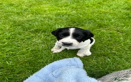 English Springer Spaniel dogs for sale: Springer Spaniels - Image 8