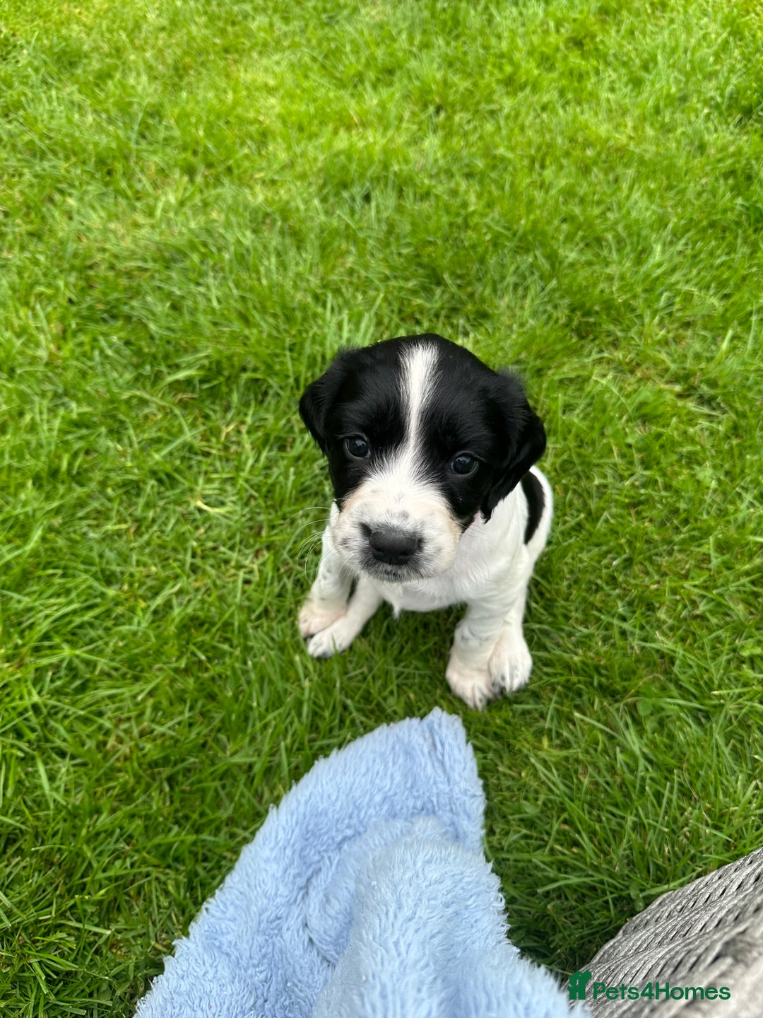 English Springer Spaniel dogs for sale: Springer Spaniels - Image 8