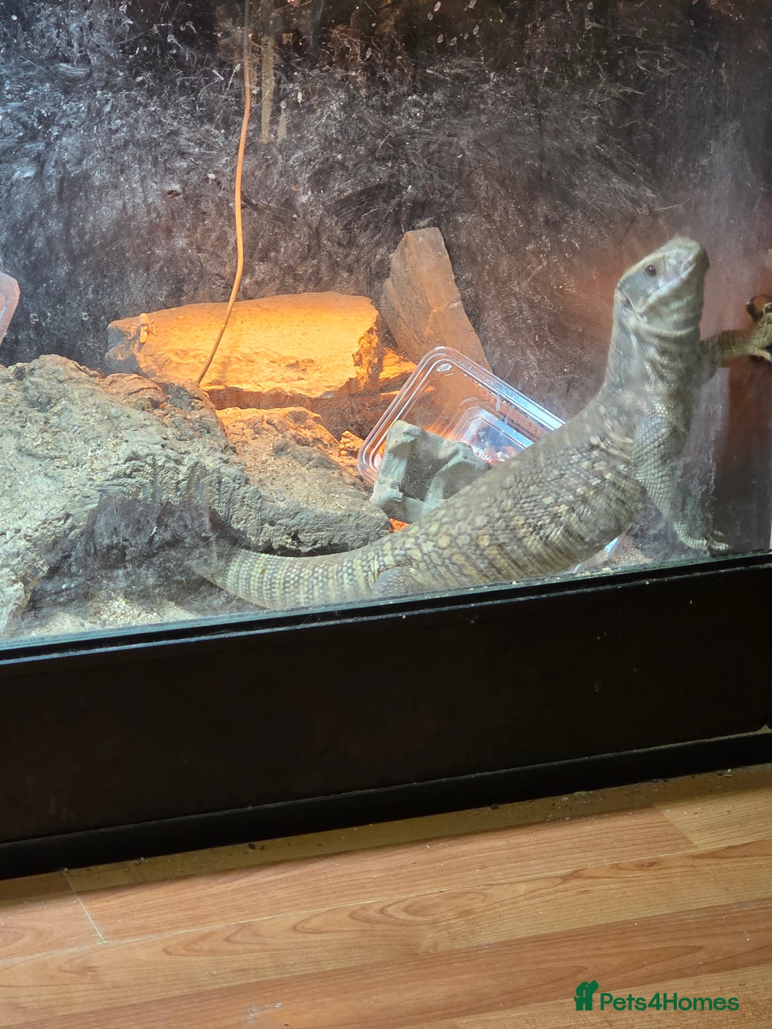 Monitor reptiles for sale: Savannah monitor lizard Dottie - Advert 4