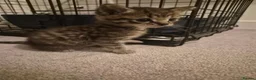 Bengal cats for sale: 3 beautiful bengal girls. - Advert 11
