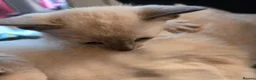 Siamese cats for sale: Outstanding quality pedigree lines, registered  - Advert 6