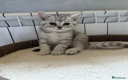 Scottish Fold cats for sale: Scottish fold kittens ready to find new homes - Image 25