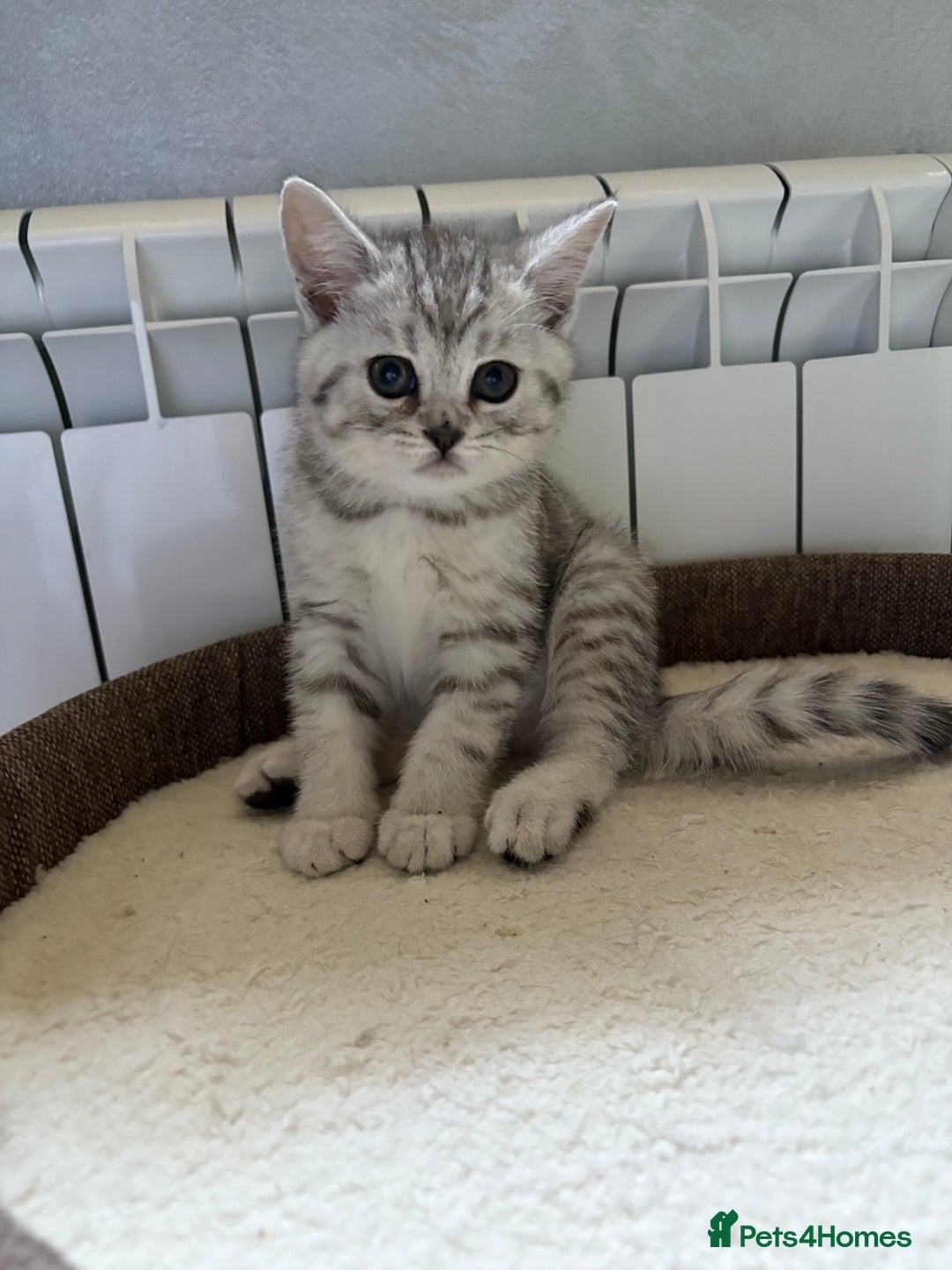 Scottish Fold cats for sale: Scottish fold kittens ready to find new homes - Image 25