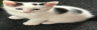 Mixed Breed Kitten 2