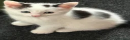 Mixed Breed cats for sale: 3 beautiful kittens ready now - Advert 2