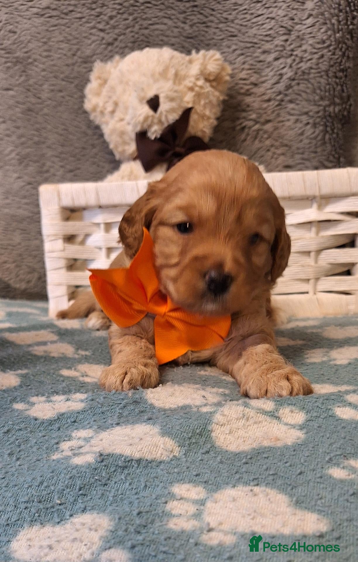 Cavapoochon dogs Gorgeous Health tested F1 Cavapoochon pups - Advert 5