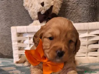 Cavapoochon dogs Gorgeous Health tested F1 Cavapoochon pups - Advert 5